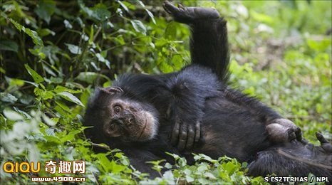 猩猩中倾向滥交的种类一般具有较大的睾丸,而此次的研究最终证实它们